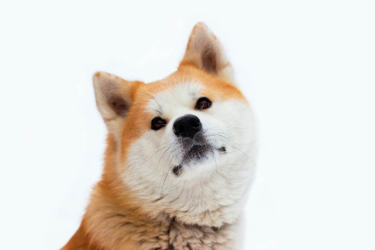 Akita dog tilting its head