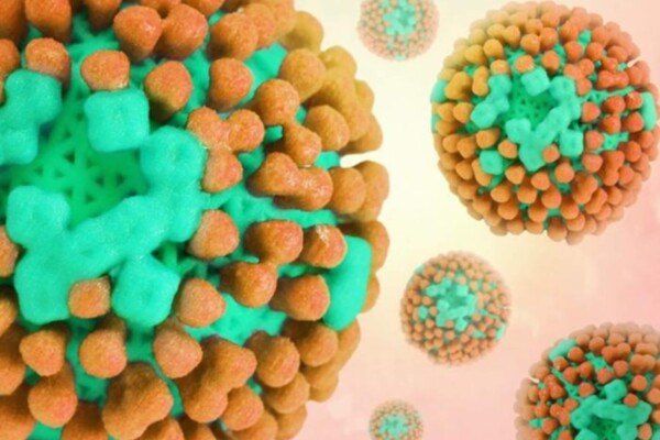 "Influenza Virus" by NIAID.