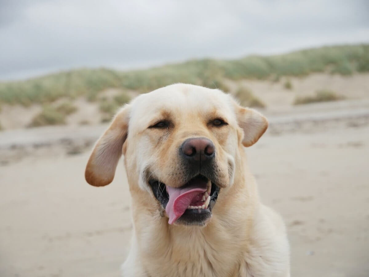 A Yellow Lab on the beach