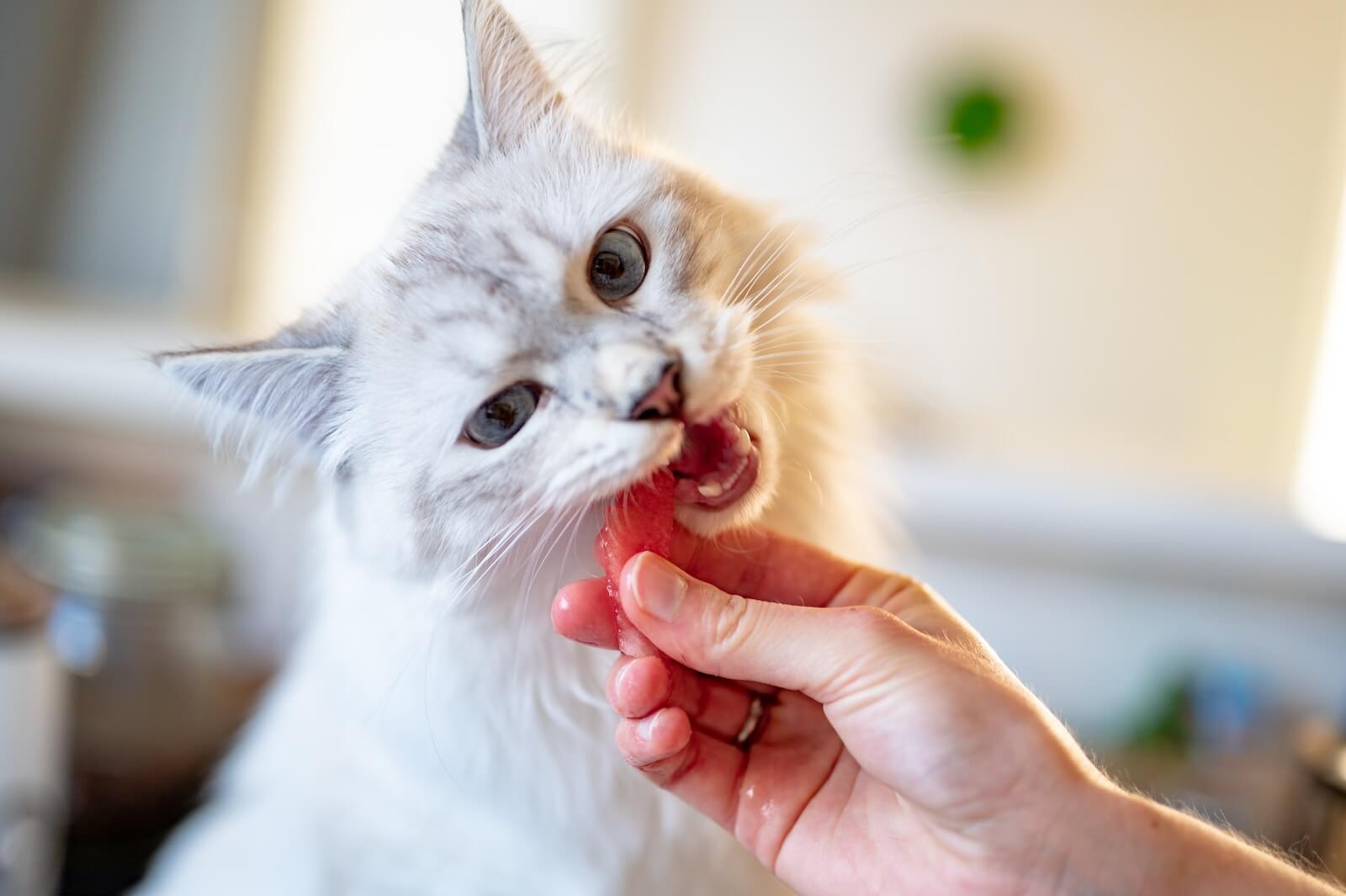Cat being fed by its owner