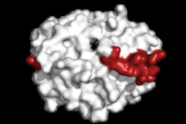 The red region on the platelet factor 4 (PF4) molecule represents the region recognized by VITT-like antibodies obtained from patient 2 (adult)