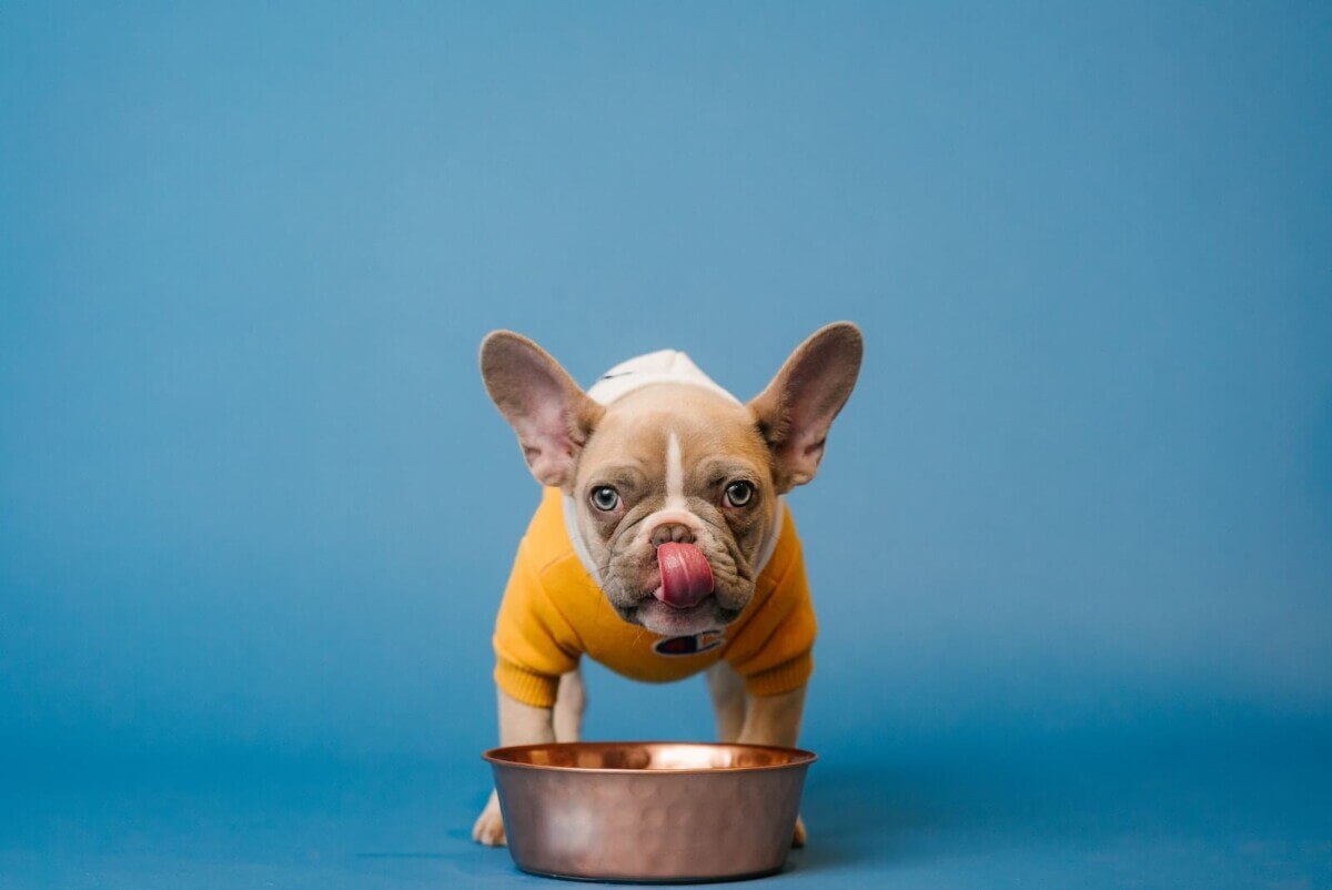 French bulldog with bowl
