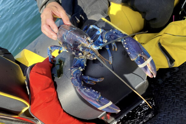 The blue lobster found by fisherman in the Plymouth Sound, Devon.