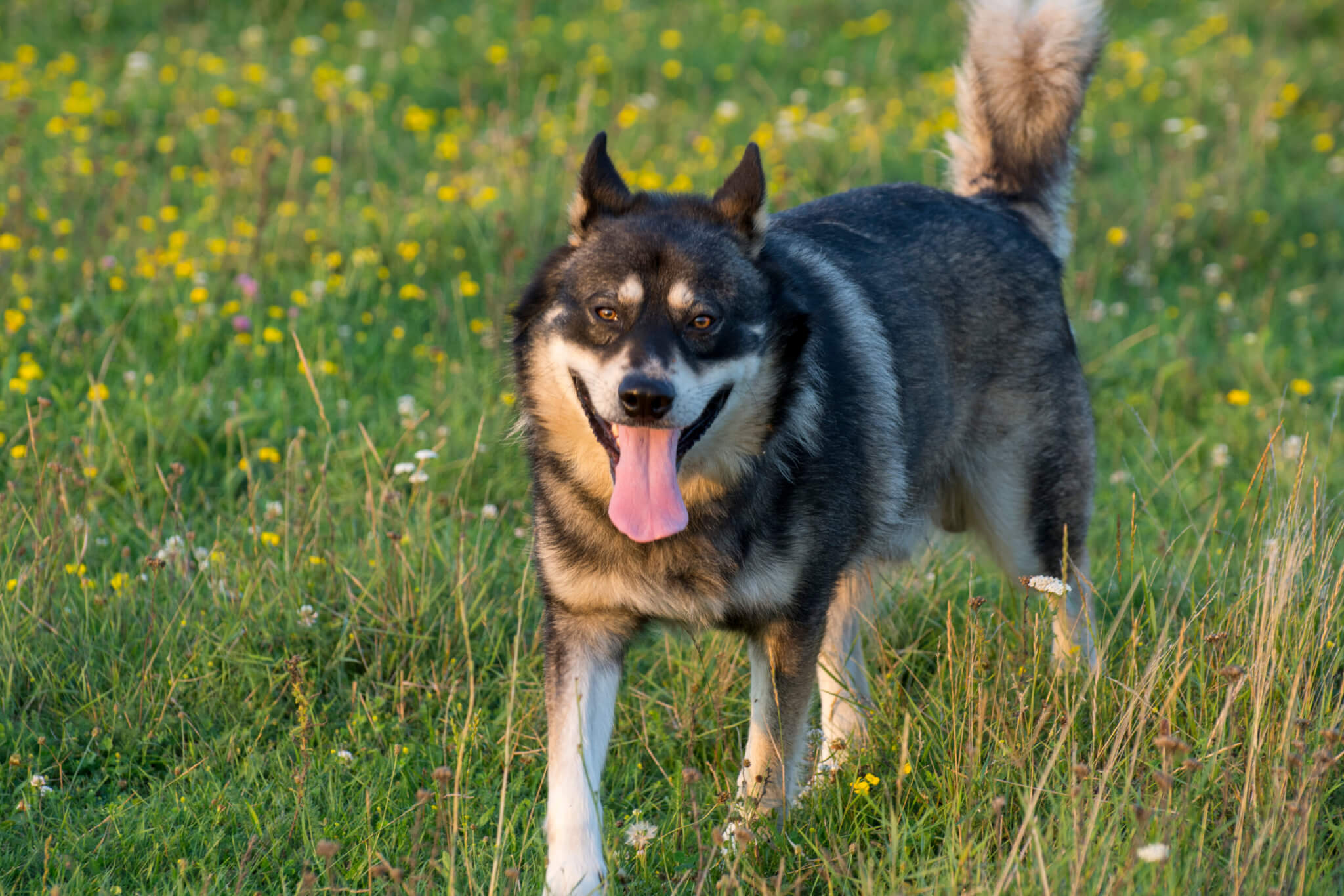 Gerberian Shepsky