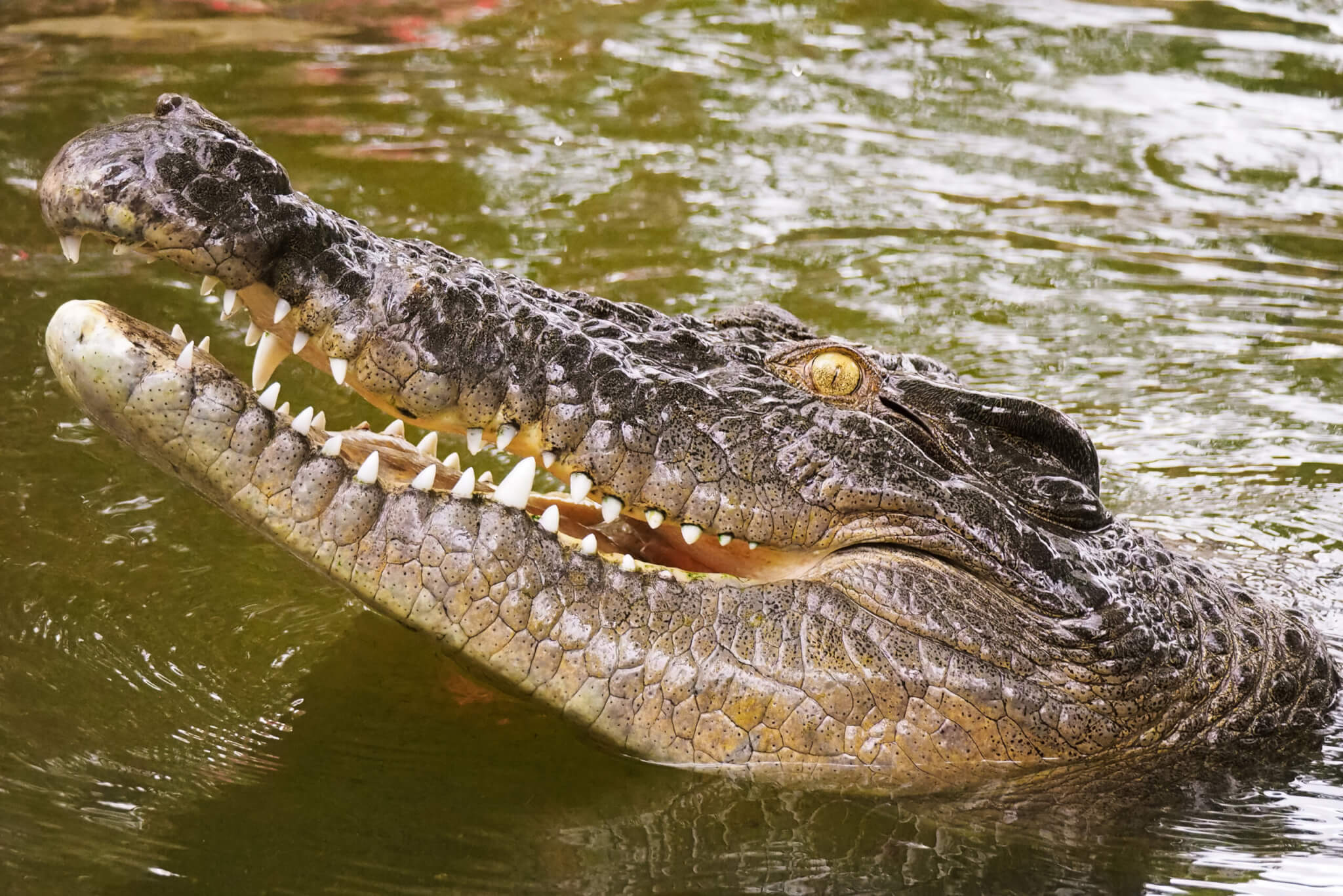 Australian Saltwater Crocodile