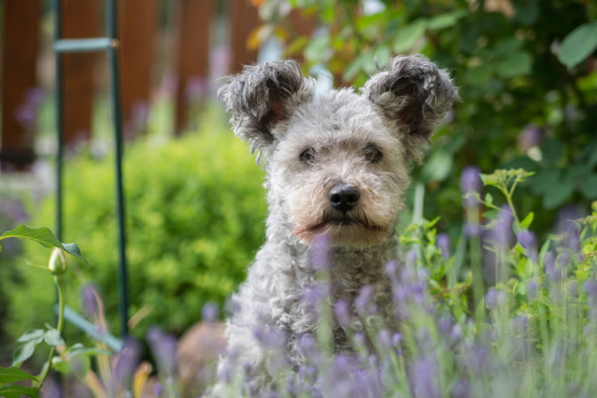 A Pumi sitting in a garden
