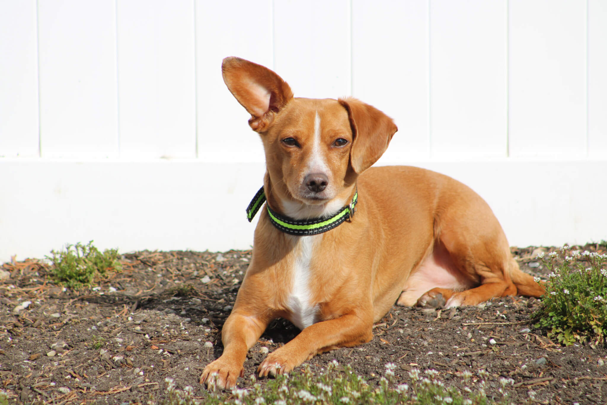 Chiweenie dog