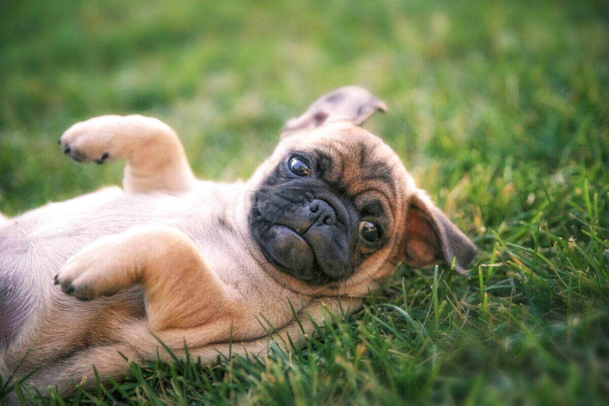 A baby Chug (Chihuahua and Pug mix)
