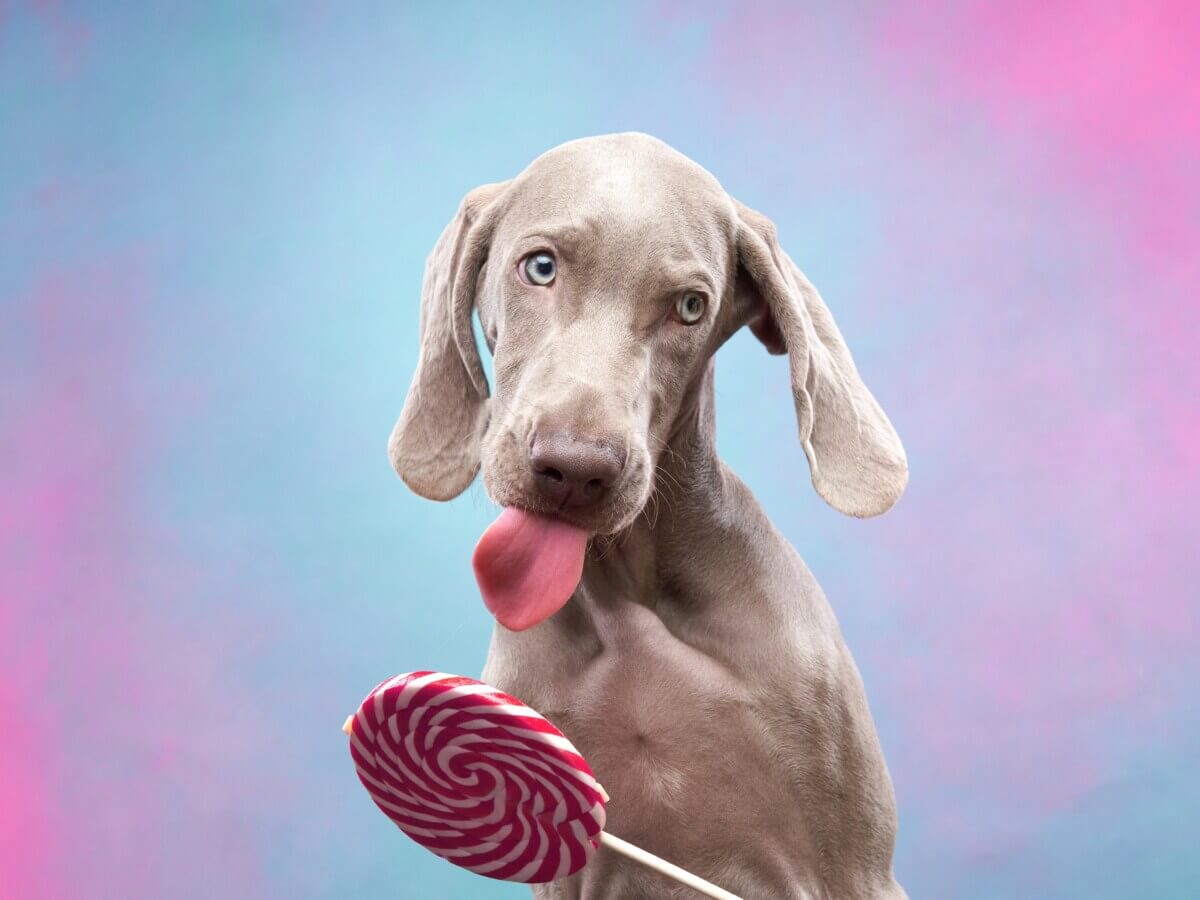 A Weimaraner licking a lollipop