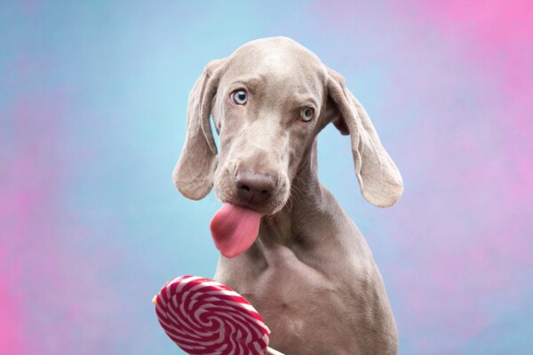 A Weimaraner licking a lollipop