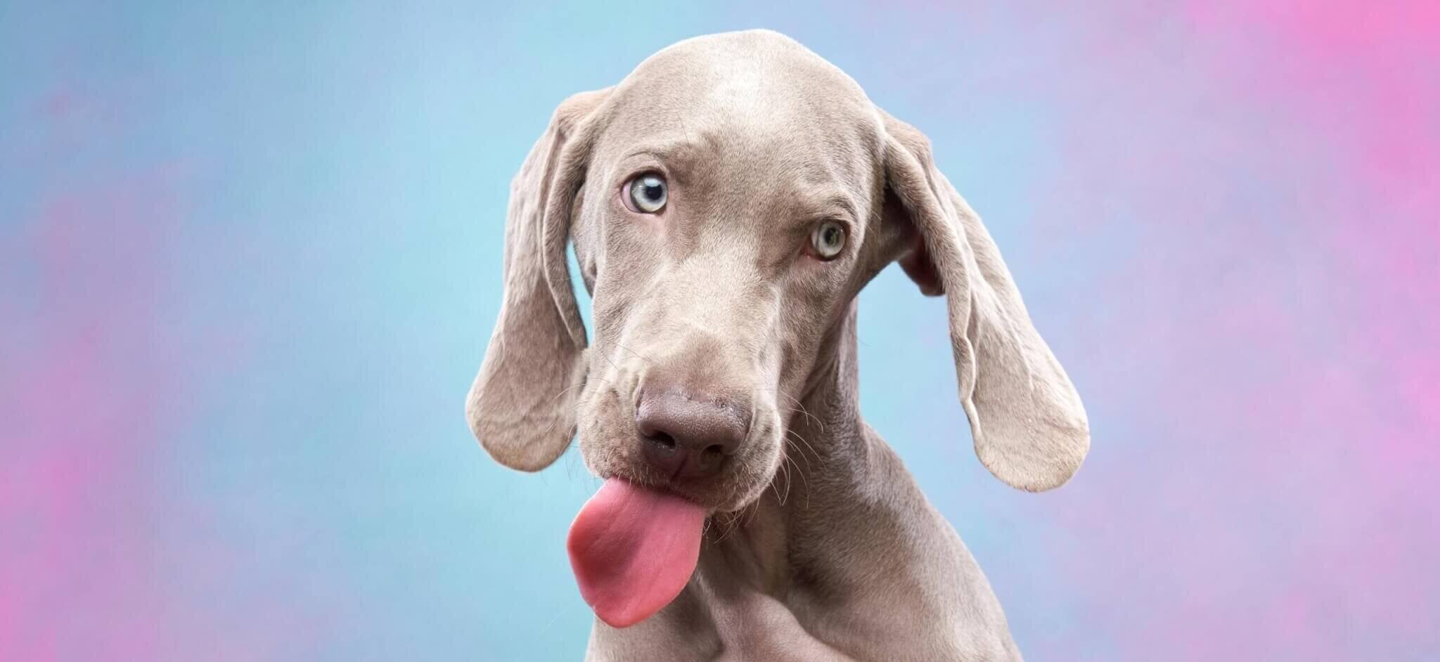 A Weimaraner licking a lollipop