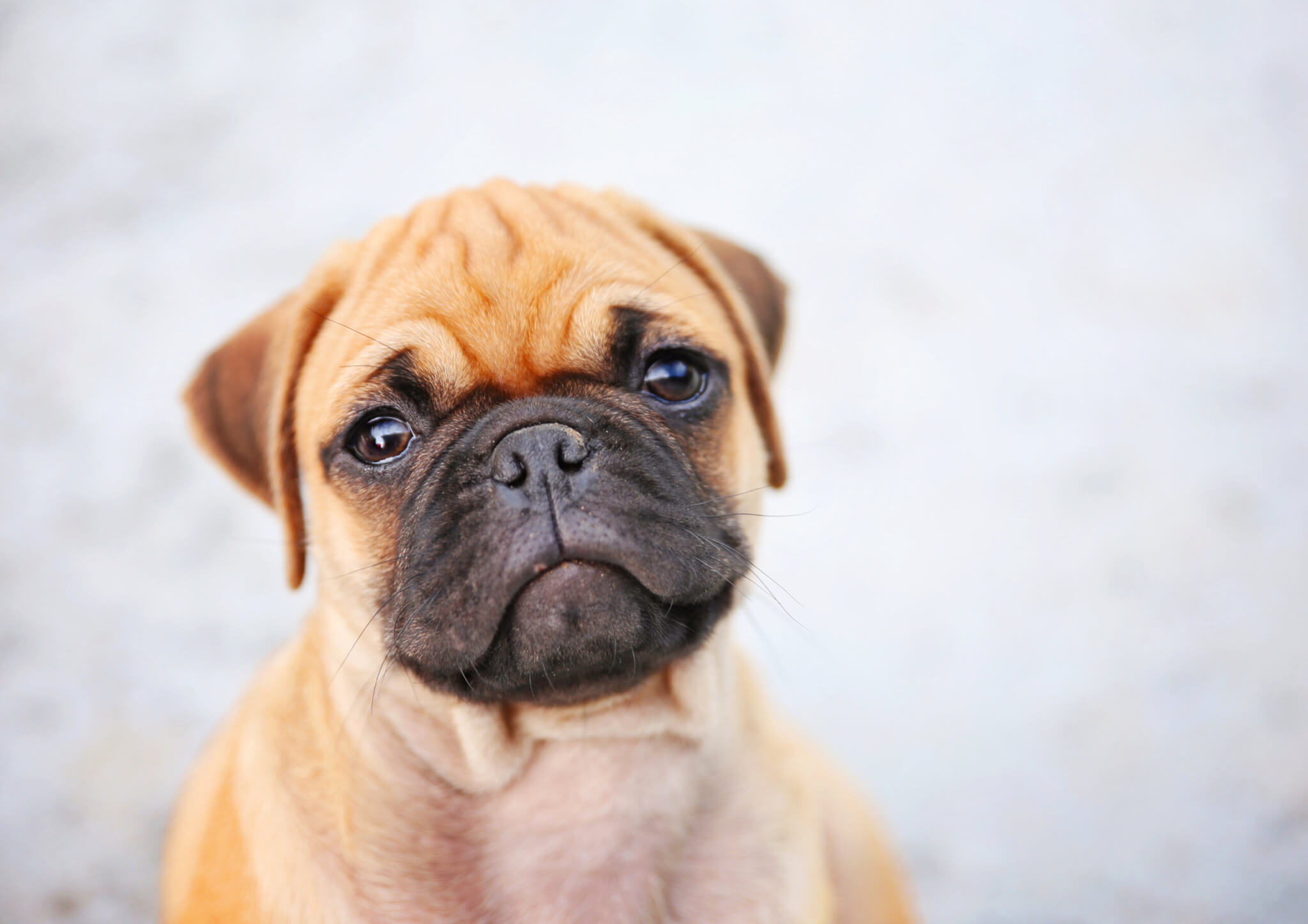 A Chug puppy