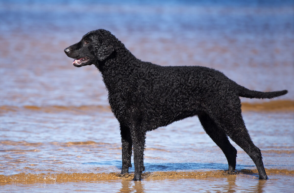 Black Curly-coated Retriever