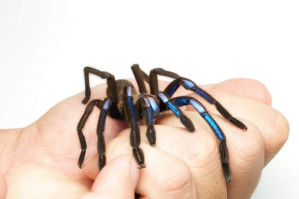 Electric blue spider Chilobrachys natanicharum