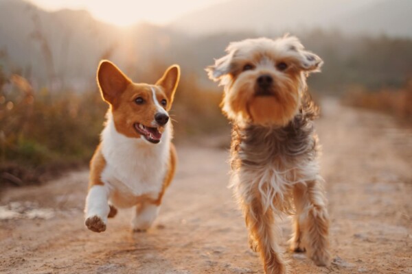 Two dogs running together
