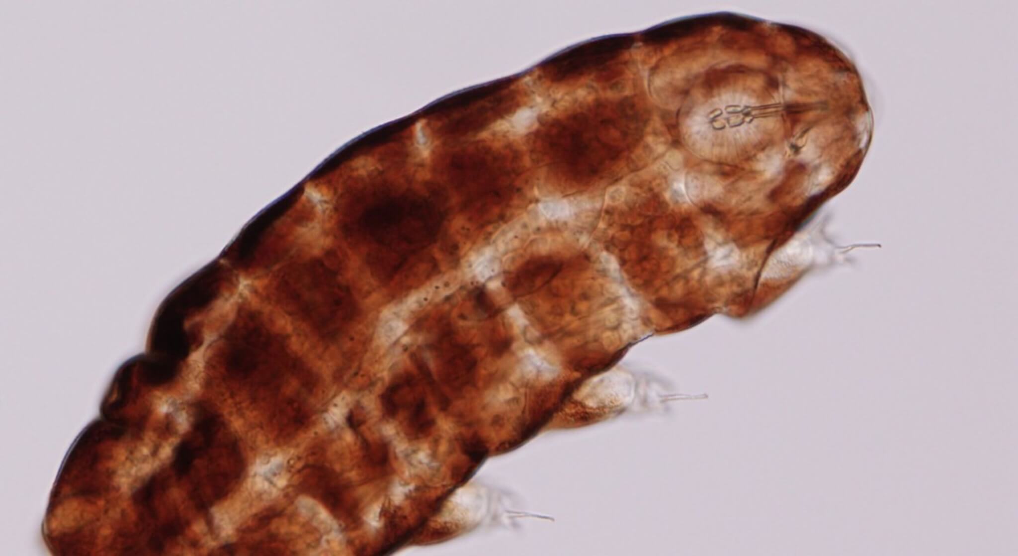 Tardigrade under a microscope