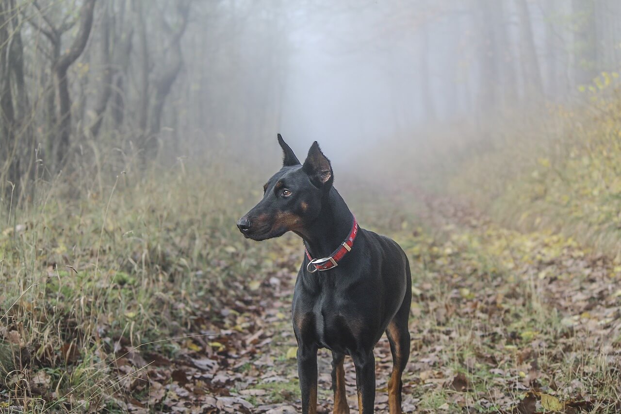 doberman, pinscher, dog