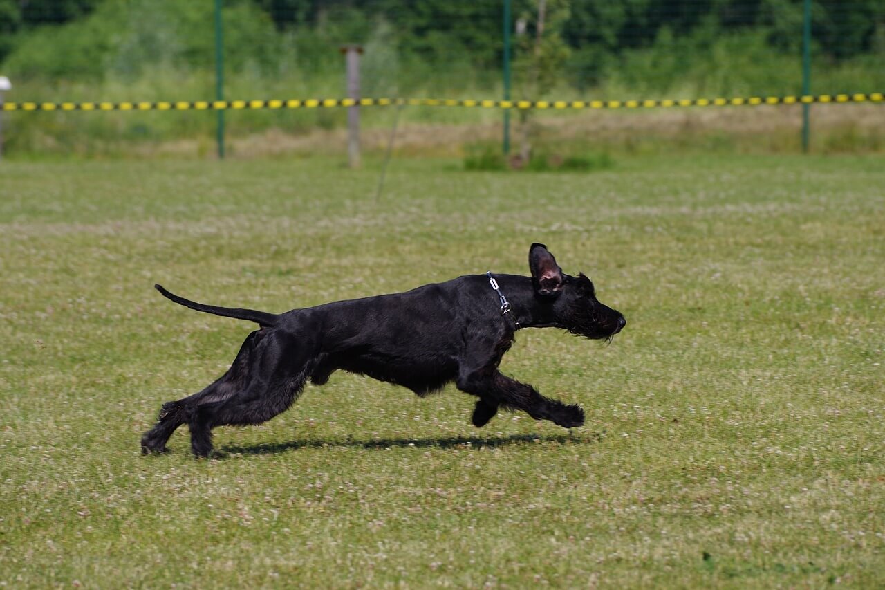 giant schnauzer, pet, running