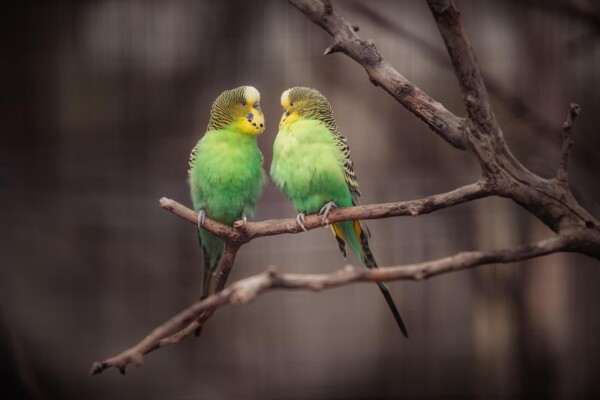 green and yellow bird on brown tree branch