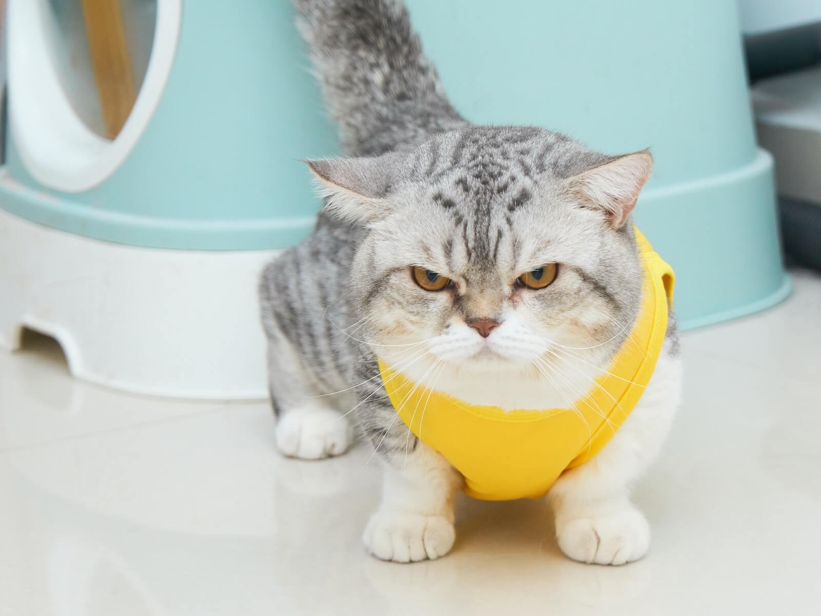Munchkin cat