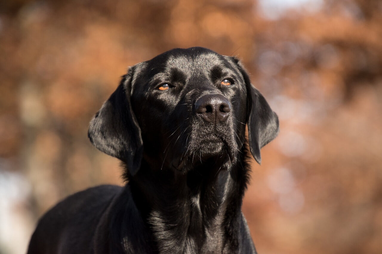 labrador retriever, dog, pet
