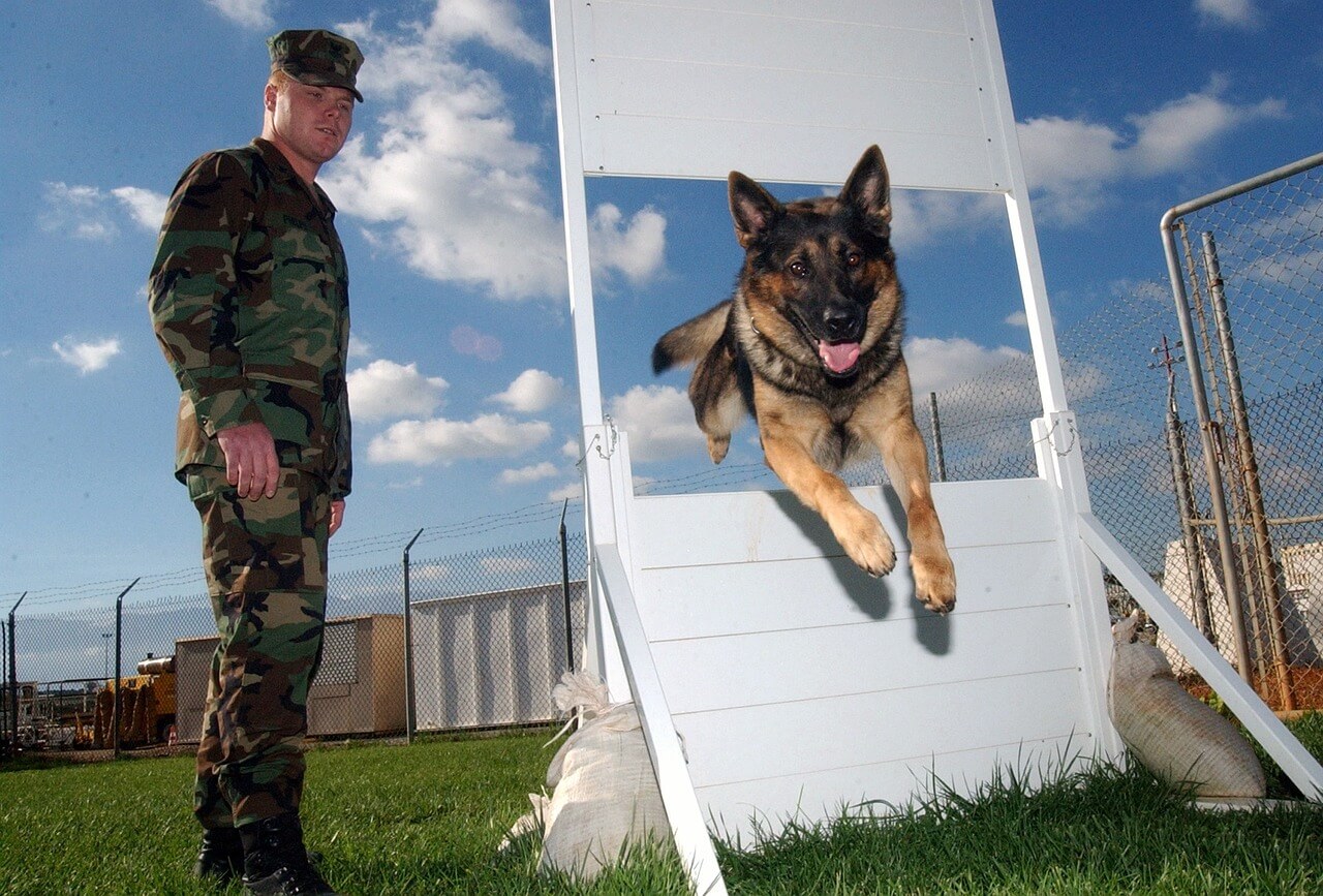 man, dog, german shepherd
