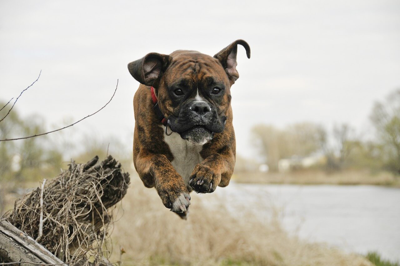 dog, flight, walk