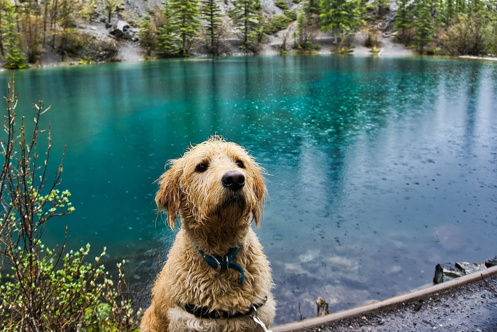 A Labradoodle by a lake