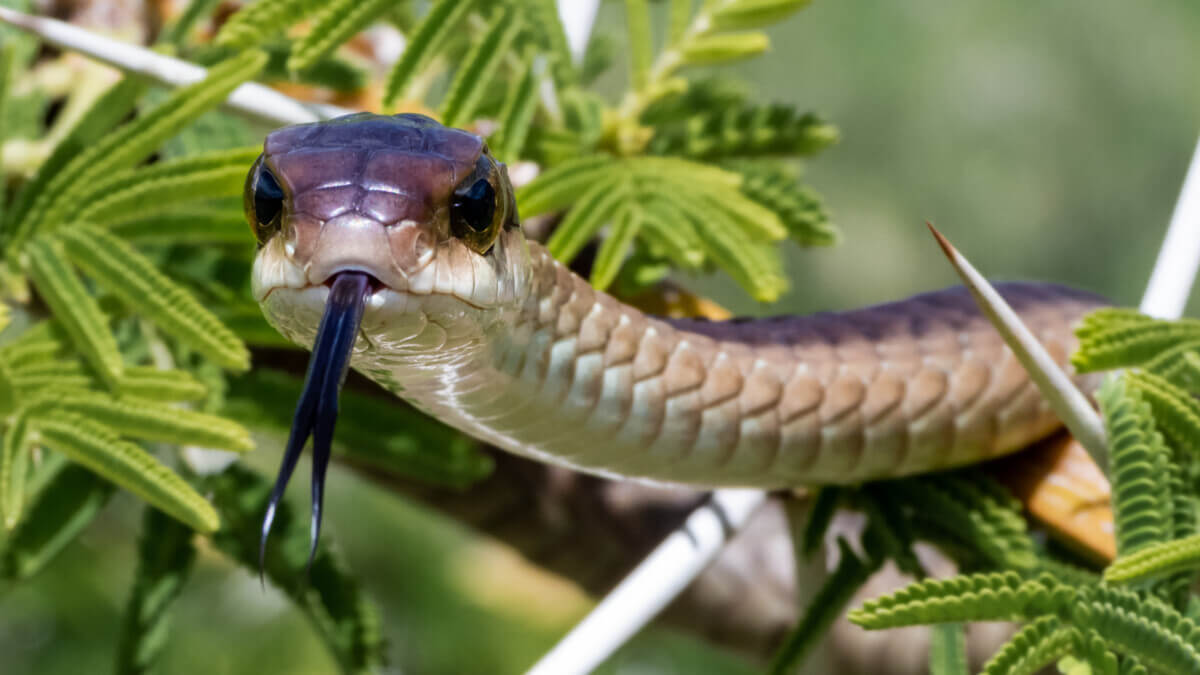 Boomslang (Dispholidus typus) snake from South Africa