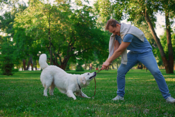 Playful golden retriever pulling leash