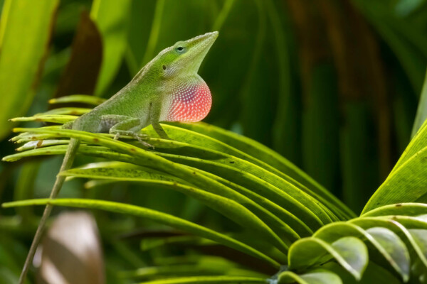 A green anole lizard (Anolis carolinensis).