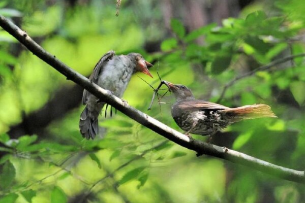 A member of the stick insect species Ramulus mikado is fed to a brown-eared bulbul chick.