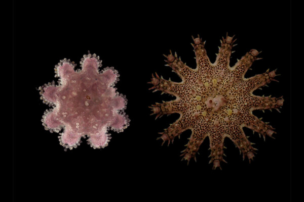 Young and old juvenile crown-of-thorns starfish.