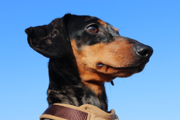Dachshund dog
