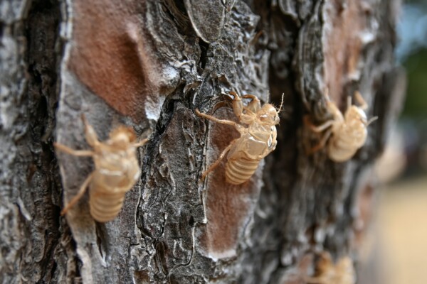 Exoskeletons left on tree bark.