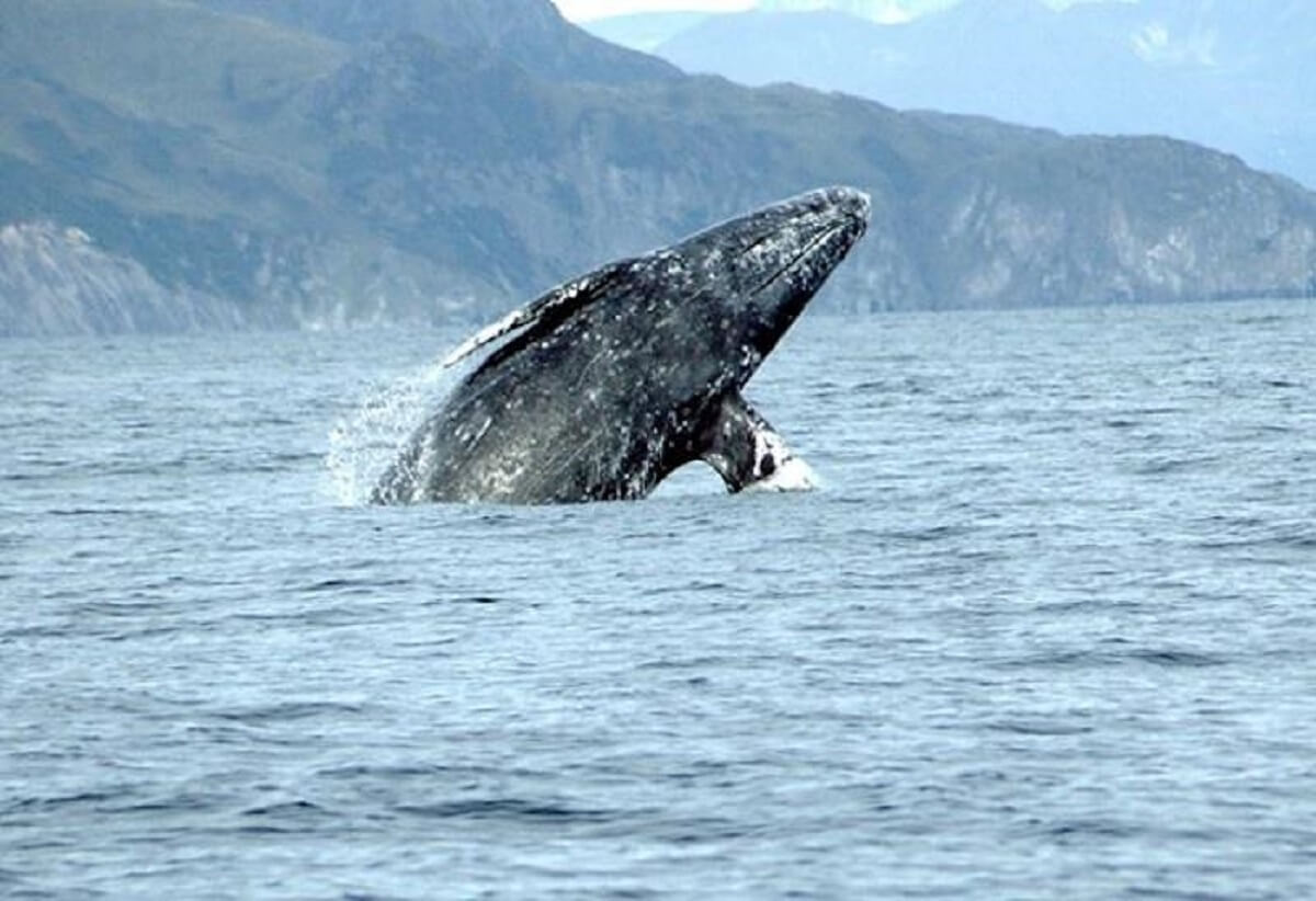 Gray whale