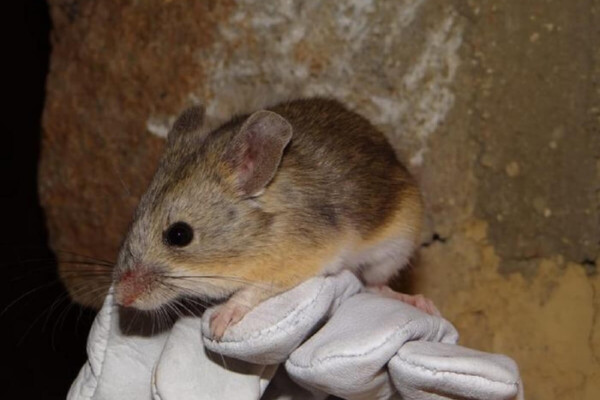 This photograph shows a member of a species of leaf-eared mouse called Phyllotis vaccarum.