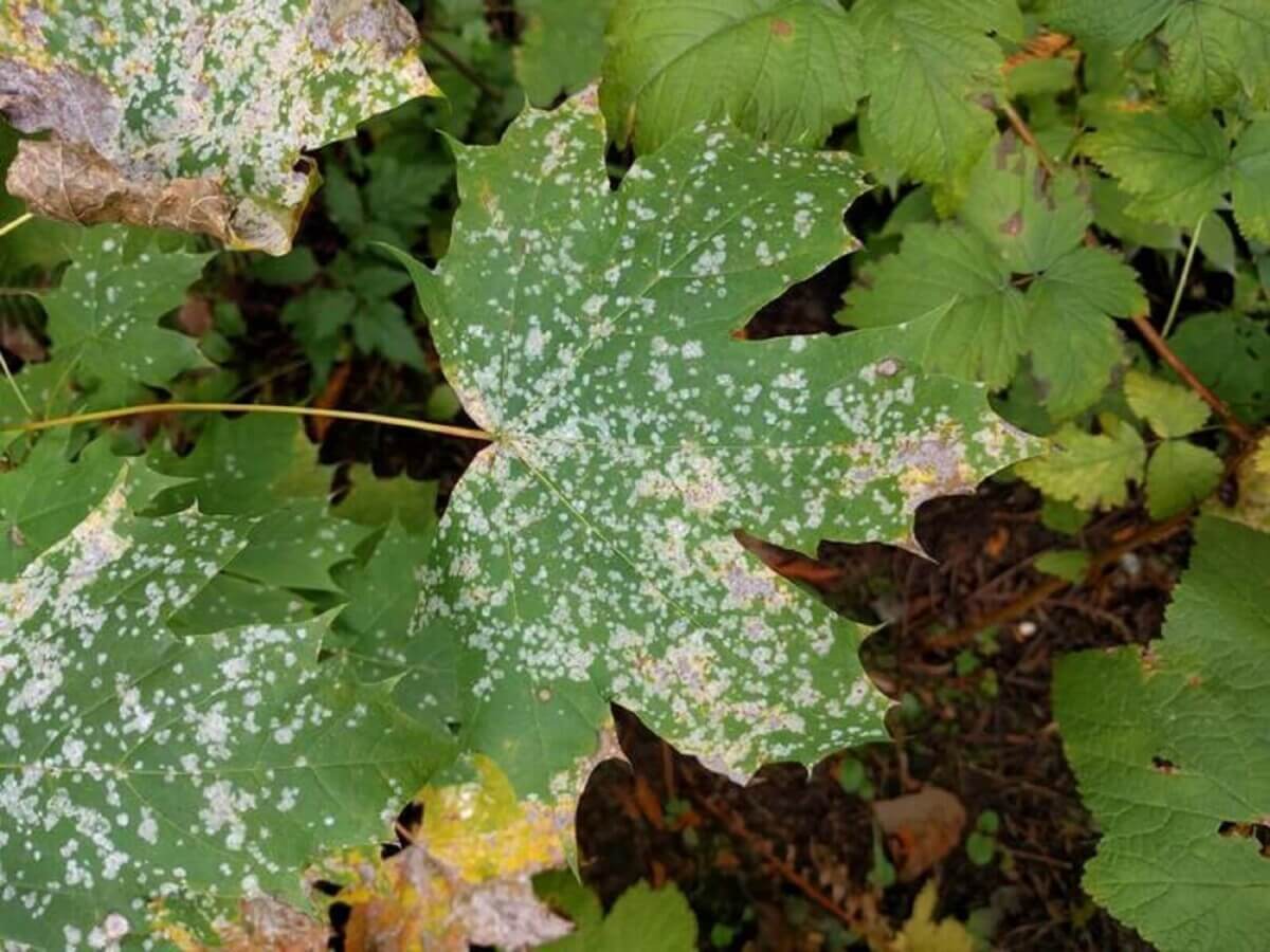 Maple disease