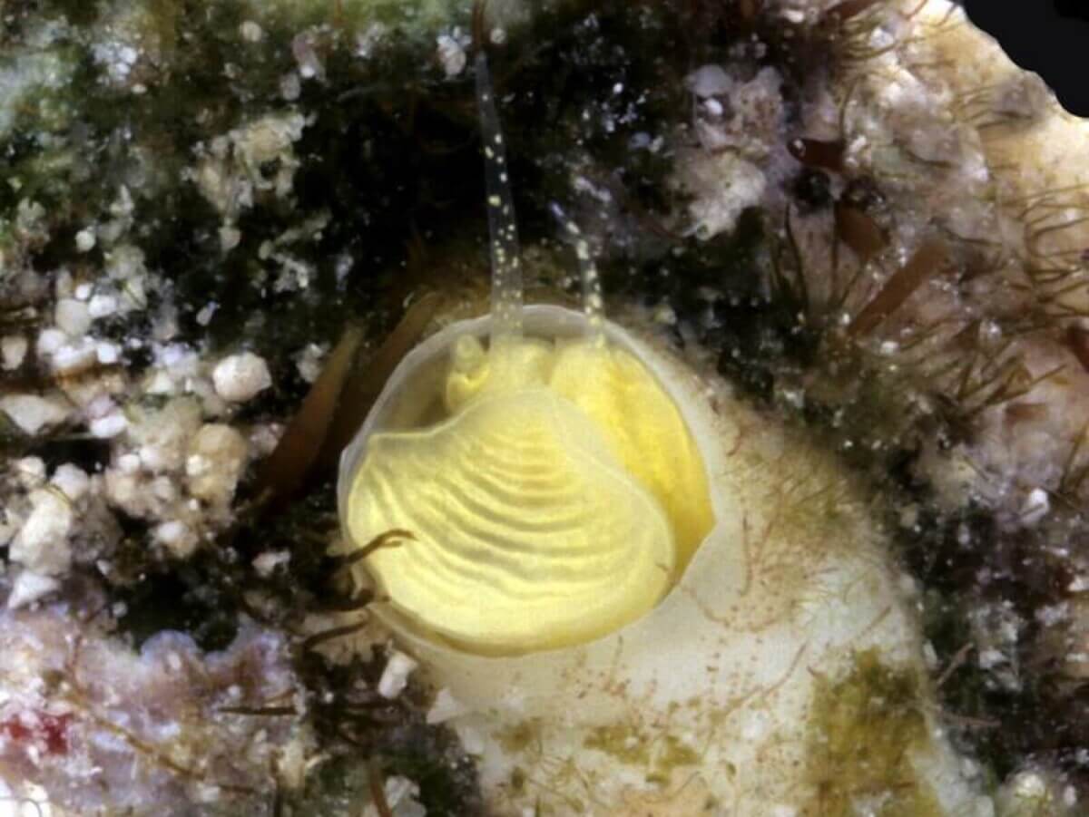 Margarita snail