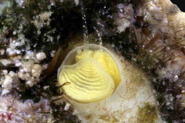 An underwater closeup of the Keys Margarita Snail, Cayo margarita