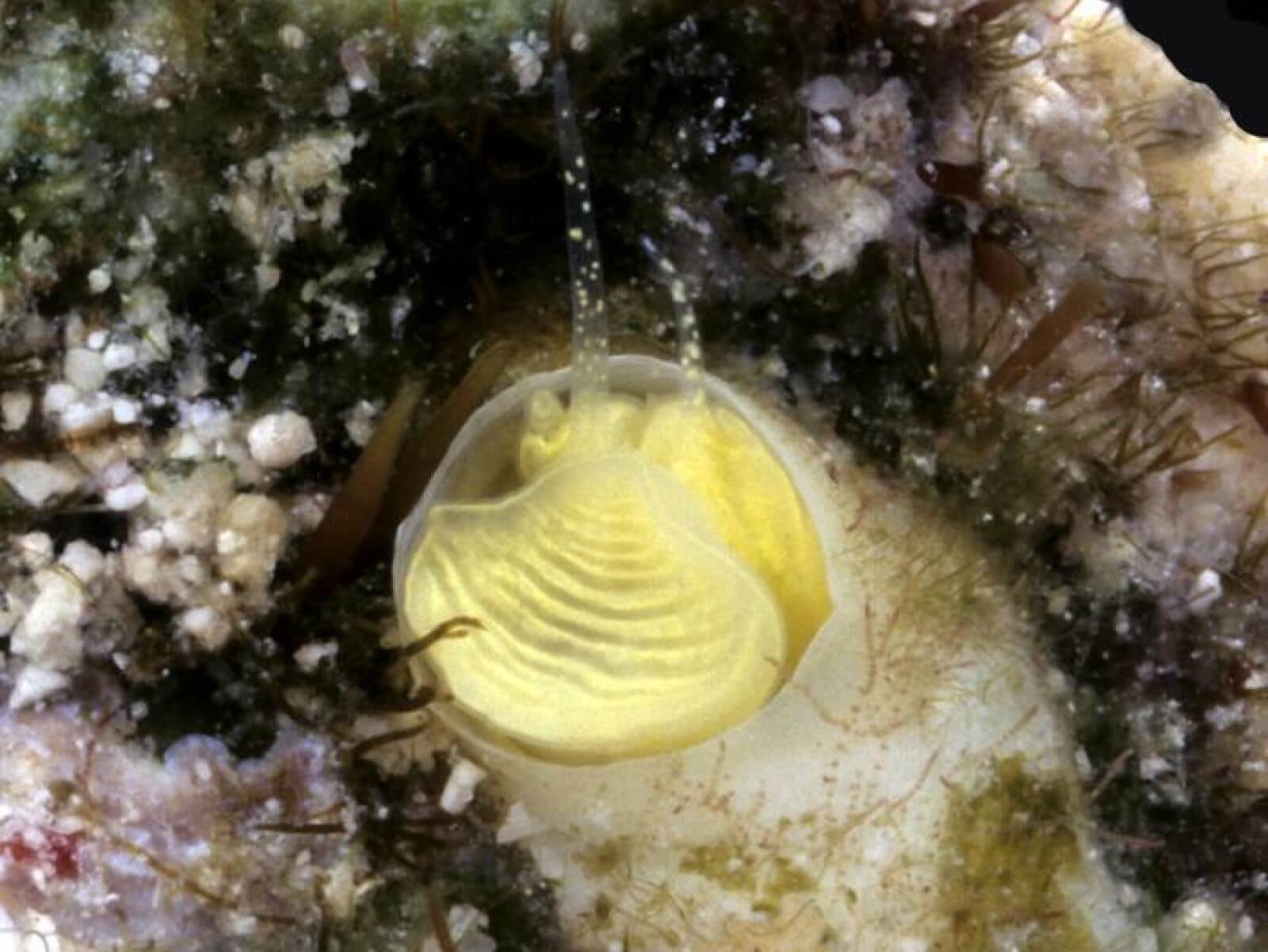Bright yellow snail species discovered in Florida Keys gets named after ...