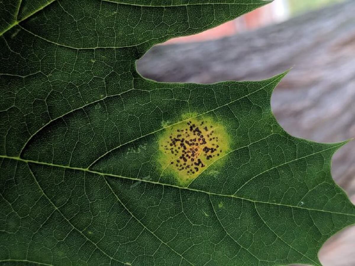 Tar spot on maple in Frostburg, MD, USA