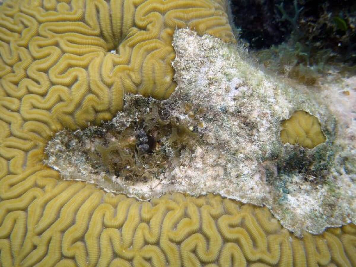 Look closely: a Margarita Snail in the middle of a dead section of a large brain coral. 