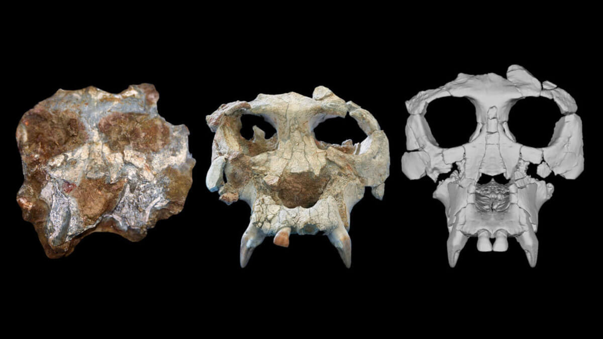 Pierolapithecus cranium