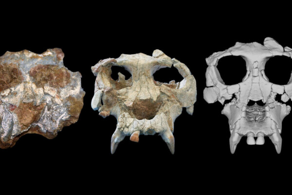 From left, the Pierolapithecus cranium shortly after discovery, after initial preparation, and after virtual reconstruction
