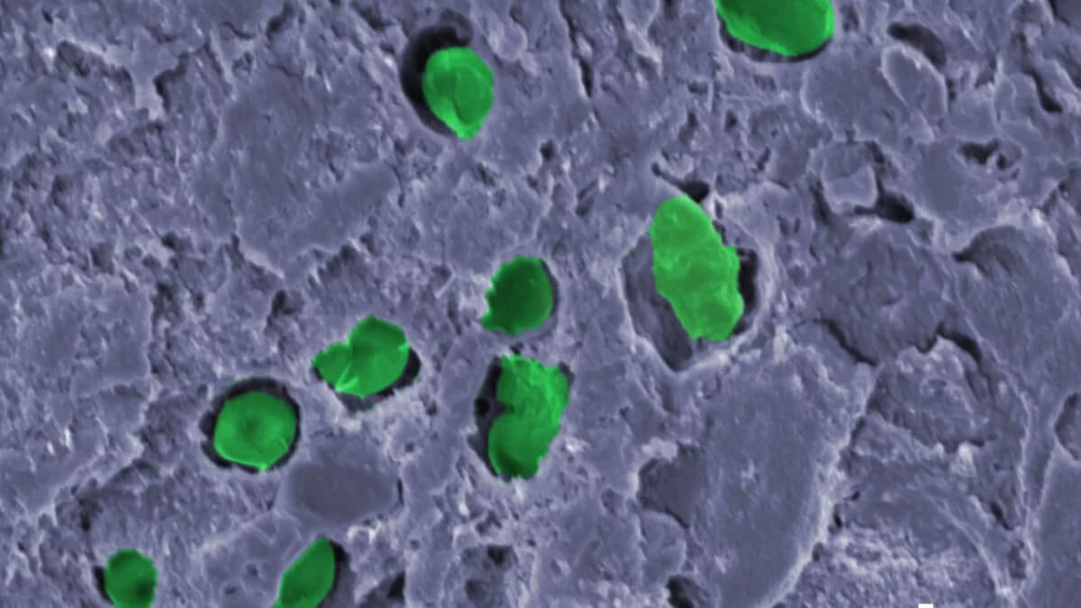 An innovative paint that contains oxygen-producing bacteria capable of capturing carbon dioxide (CO2) has been created by scientists from the University of Surrey