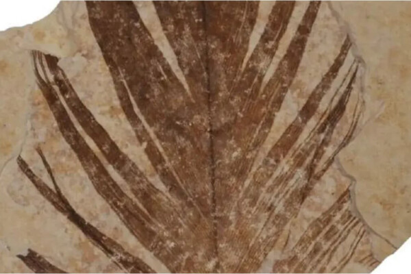 Isolated fossil feather from the Green River Formation (ca. 50 million years old, USA). Specimen held in the Yale University Peabody Museum of Natural History.