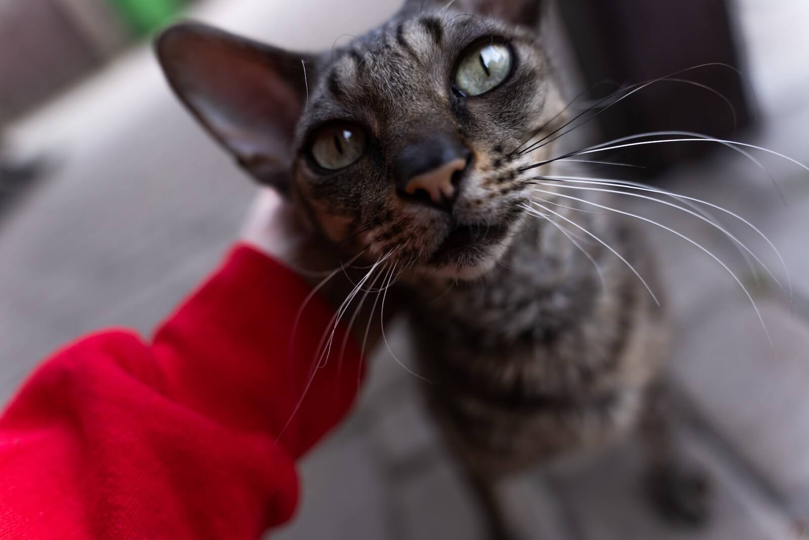 Cornish Rex cat