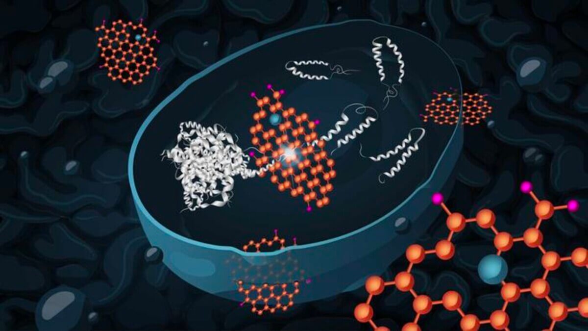 Graphene oxide reduces the toxicity of Alzheimer’s proteins in yeast cells
