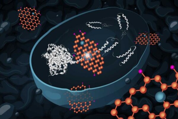 Graphene oxide (orange) can effectively enter yeast cells and reduce the toxicity of harmful protein aggregates (light grey), by promoting disassembly and then degradation of the aggregates